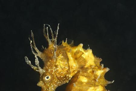 海马多久可以出生