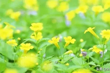 花不负人的唯美句子
