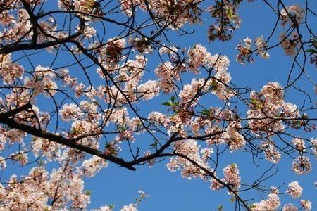 樱花进不去是怎么回事