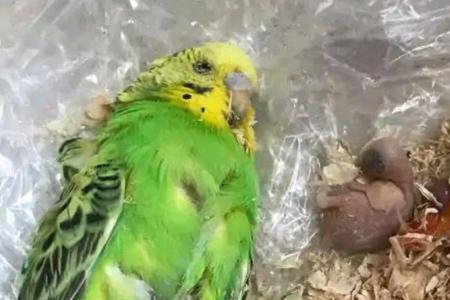 用手抓鹦鹉会死么