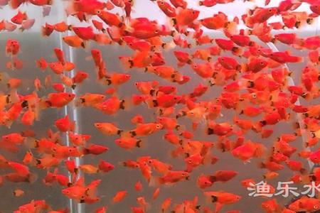 米奇鱼的寿命及养殖方法