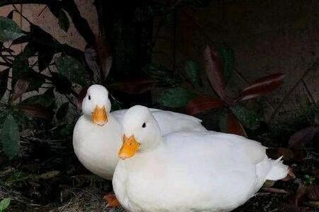 一般鸭半个月能有多重