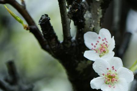 旧枝是什么意思