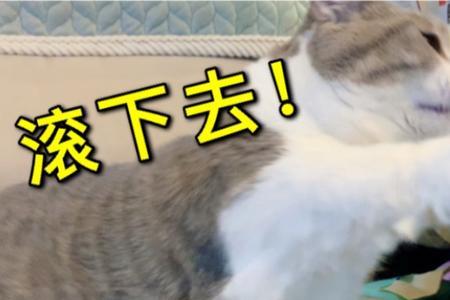 什么叫招猫逗狗