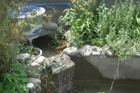 家用鱼池内长绿毛好吗