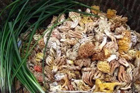 蒙古小尖尖菌是什么