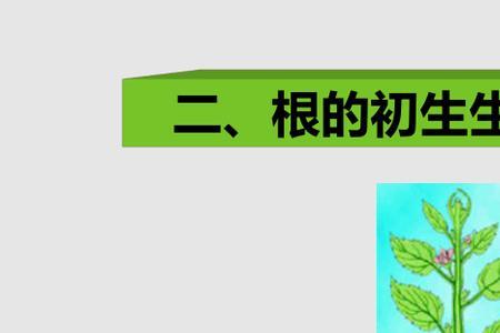 植物的根由什么发育而来
