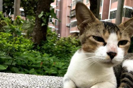 路边的猫无缘无故对着我叫