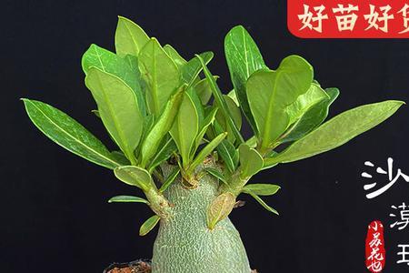 夏天沙漠玫瑰苗能买吗