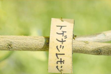 愿你像夏天一样热情的话