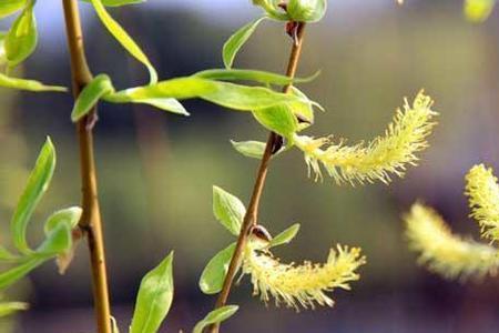 柳树枝泡水三四年还可以浇花吗