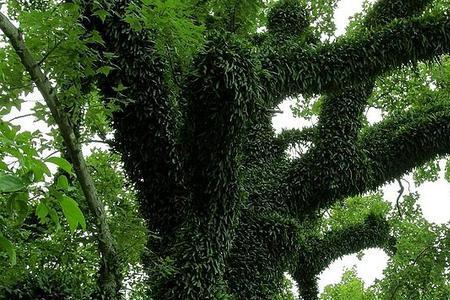 树无根不长人无志不立出处
