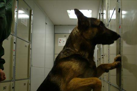 警犬卡尔大结局