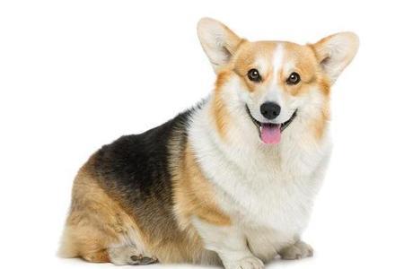 柯基犬的战斗指数