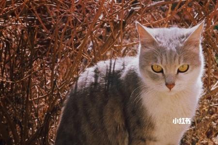 山猫适合在市内开着上下班吗