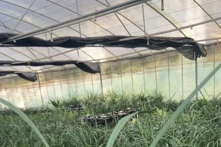 寒兰雪中红需要春化吗