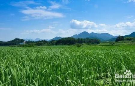茭白地里养鸭可以吗