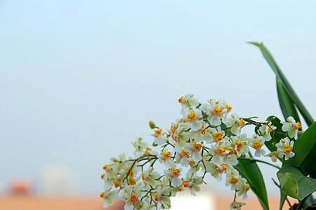 文心兰夏季需灌多菌灵吗
