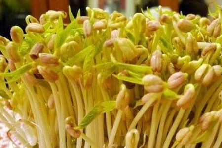 自己种的豆芽根长白毛怎么回事