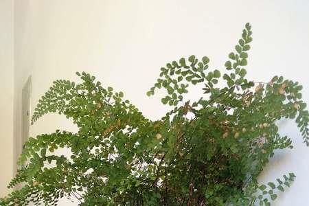铁线蕨的花盆尺寸