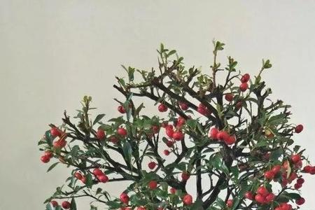 火棘春天怎样逼芽