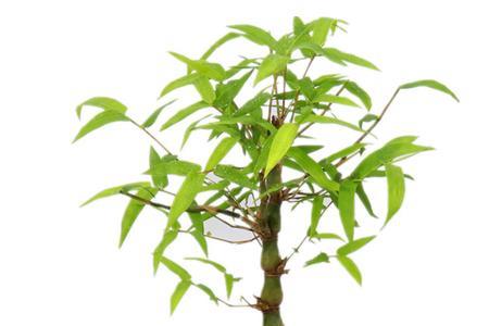 十大竹类盆栽植物