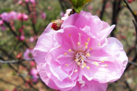 甜言蜜语解什么生肖
