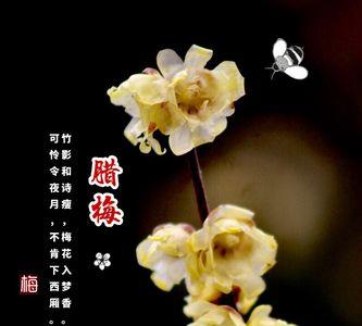 采花诗句经典名句