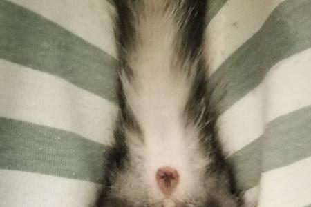 2个月的猫咪怎么看它的状态