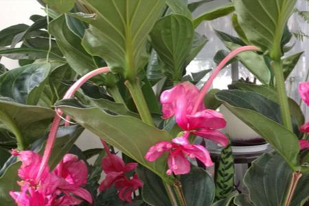 粉苞冬红花的养殖