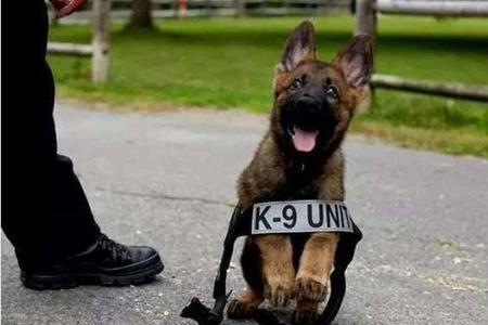 警犬赤龙靓靓结局