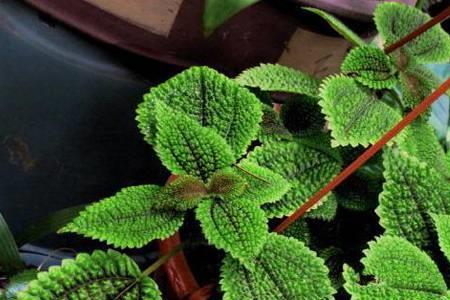 灵子花养殖方法
