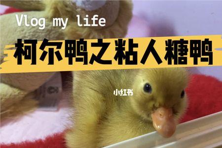 柯尔鸭为什么不跟着人走