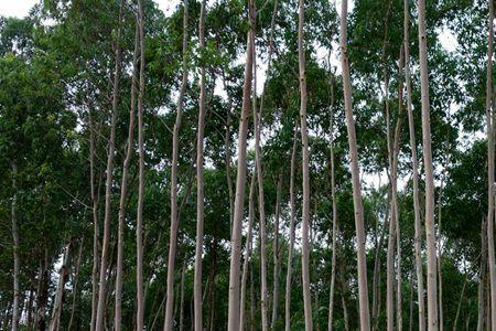 怎样防26号桉树开裂