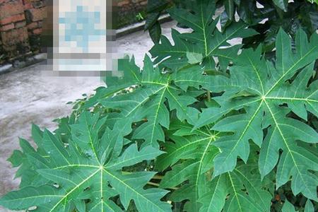 为什么克苏鲁之盾是绿色的