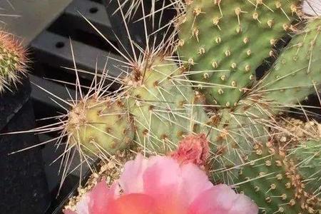 红毛仙人掌开花吗