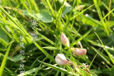 秋竹短于草出自哪首诗