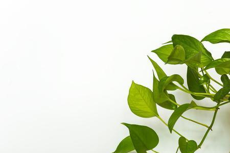 绿萝什么时候剃头好