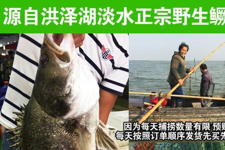季花鱼如何分辨是野生的