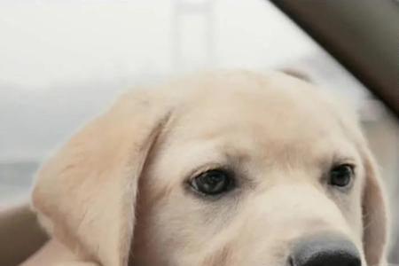 忠犬流浪记真实原型结局