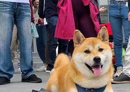 人来人往过路看是什么动物