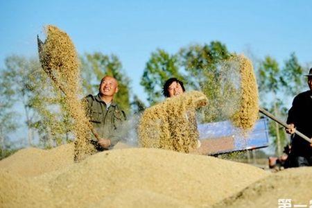 我国粮食安全与自信的基本依据