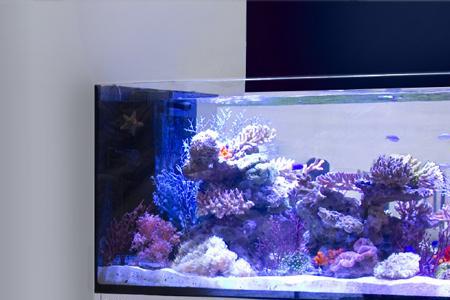红海缸为啥好
