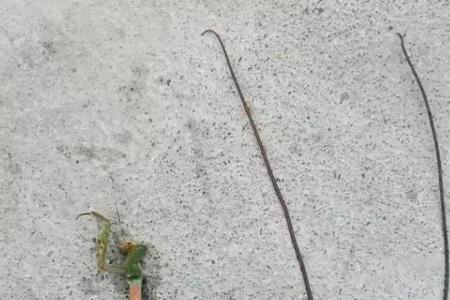 怎么样用一条绳子来回拉动物体