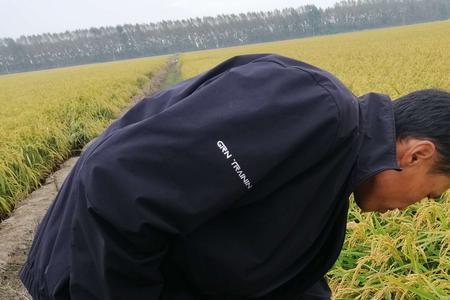 绥粳31介绍