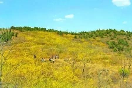 山地100亩连翘一年利润