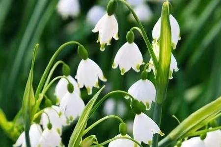 雪光花2月份可以露天播种吗