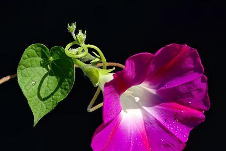 牵牛花是什么菜