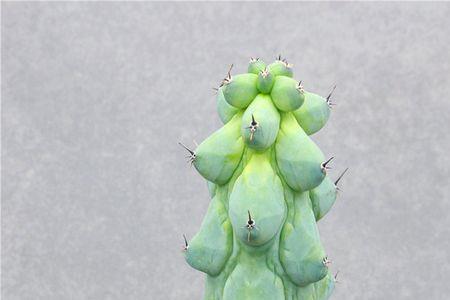 福禄寿仙人柱夏天能暴晒吗