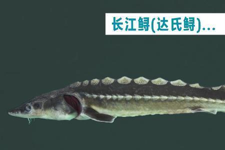 长江白鲟生存条件